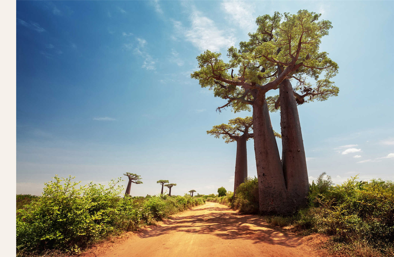 baobab stromee